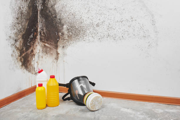 Crawl Space Mold Removal in Pinckney, MI