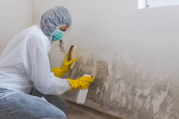 Best Residential Mold Removal  in Pinckney, MI