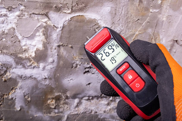 Best Black Mold Removal  in Pinckney, MI