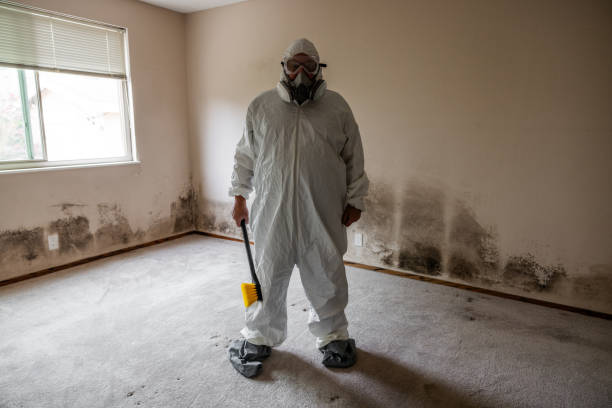 Best Affordable Mold Removal  in Pinckney, MI