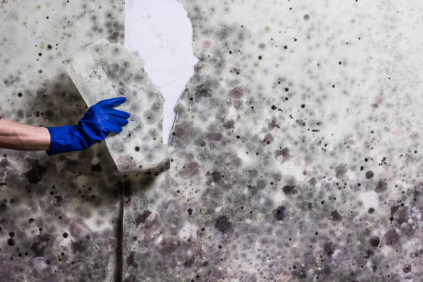 Best Commercial Mold Removal  in Pinckney, MI