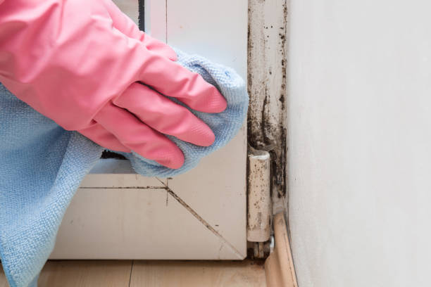 Trusted Pinckney, MI Mold Removal Experts