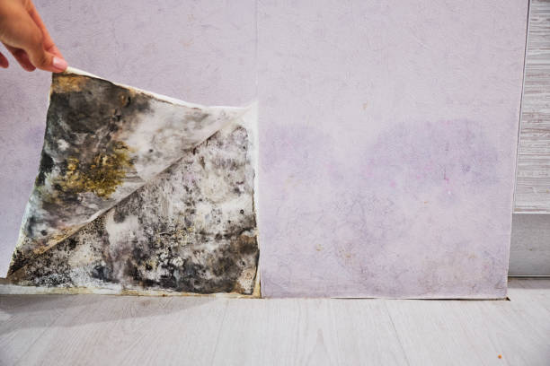 Best Attic Mold Removal  in Pinckney, MI